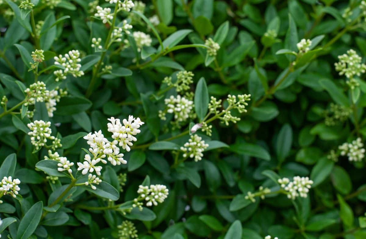Privet is fast growing and evergreen, creating a winter privacy screen