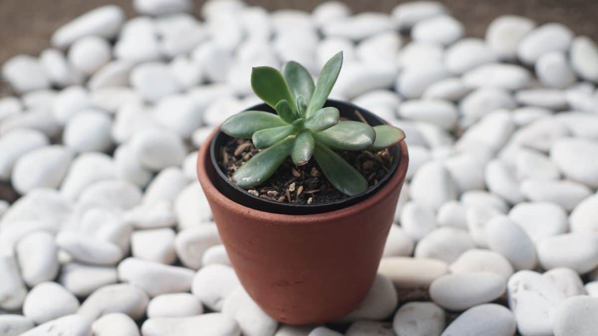 A succulent plant arranged on a pebble tray for decorative humidity