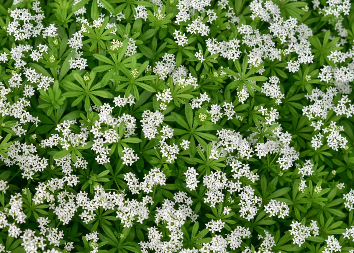 Sweet woodruff aka bed straw