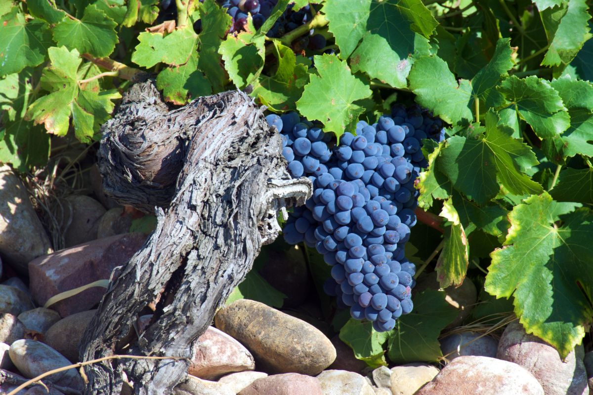 Large clusters of Syrah grapes