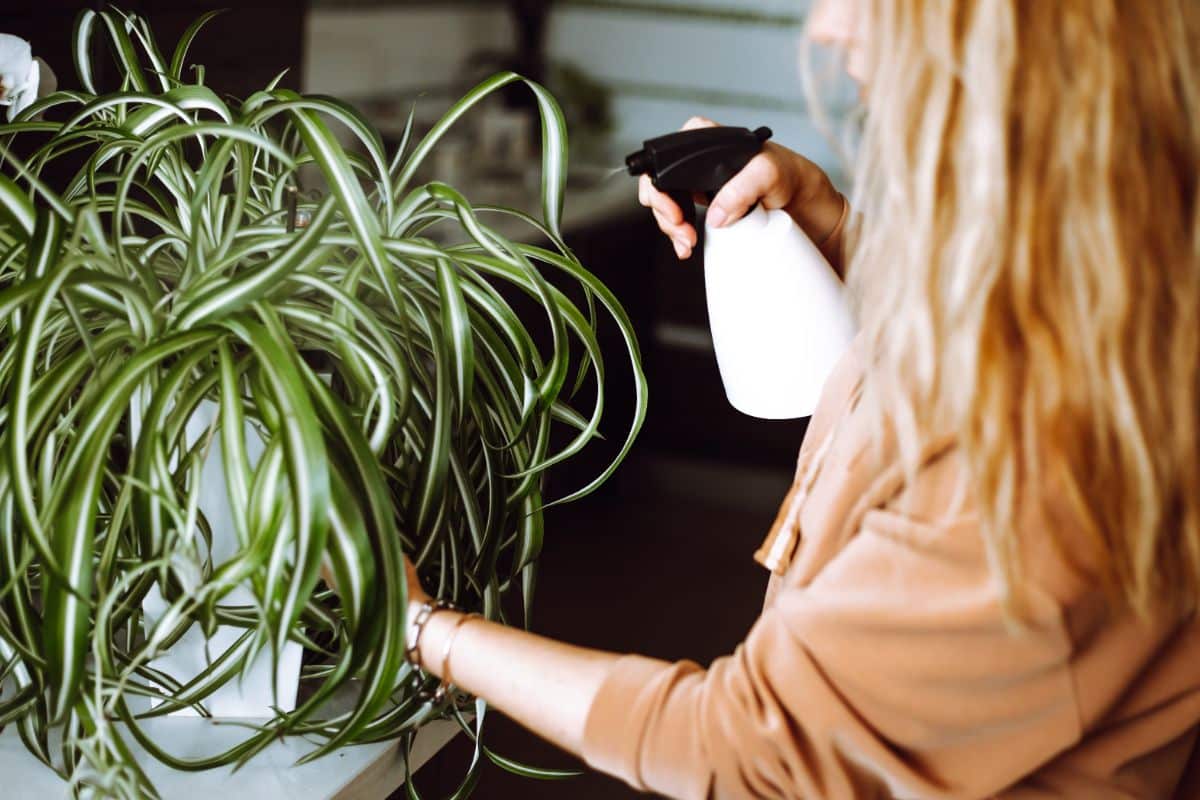 Peroxide sprays are a good solution for fungus gnats