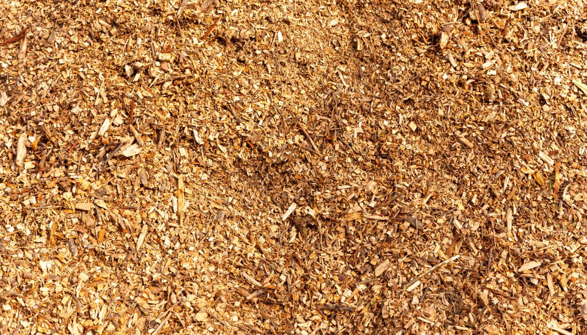 Wood chips for a mulching