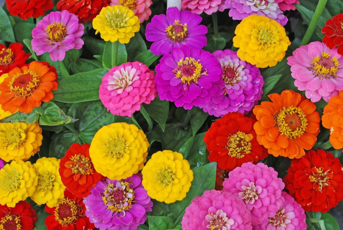 Zinnias have a huge range of shapes and color and are good flowers to press