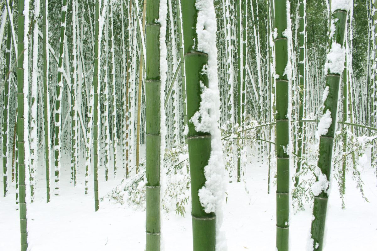 Thick plantings of bamboo create privacy screens with their stalks