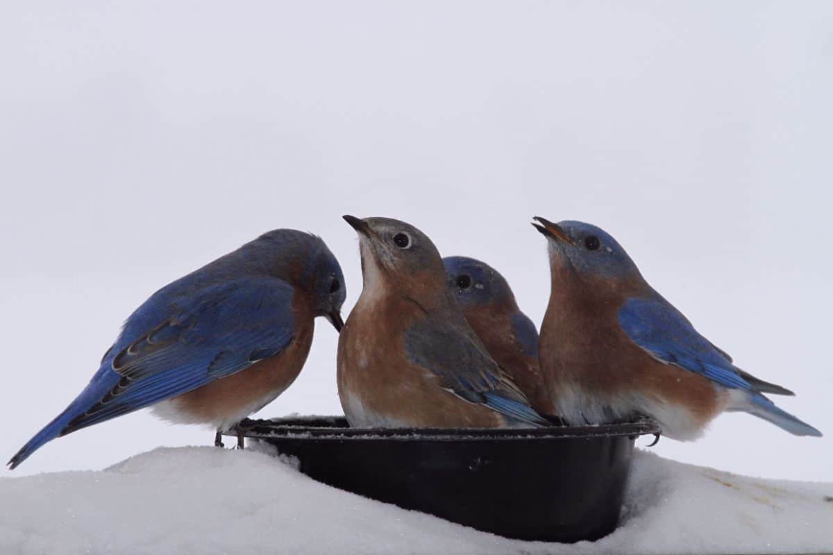Four blue birds enjoying open water in the winter