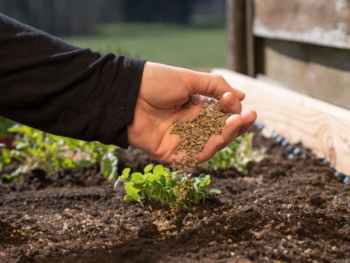 Blood meal is used for bloom boosting and root growth