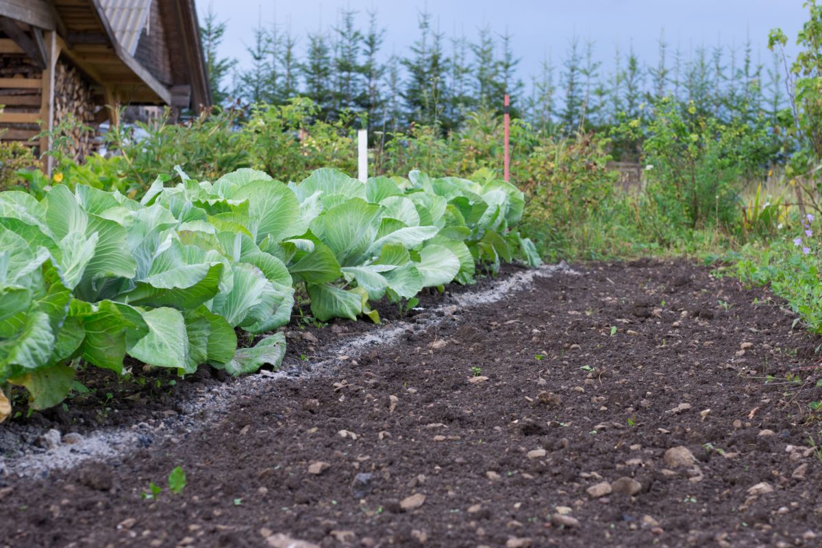 Micro climates in a yard can grow for longer periods of time