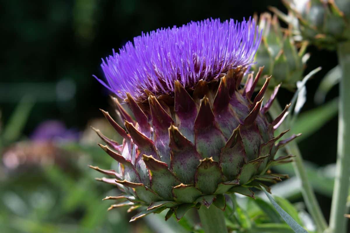 A purple-flowered Cardoon similar to an artichoke.