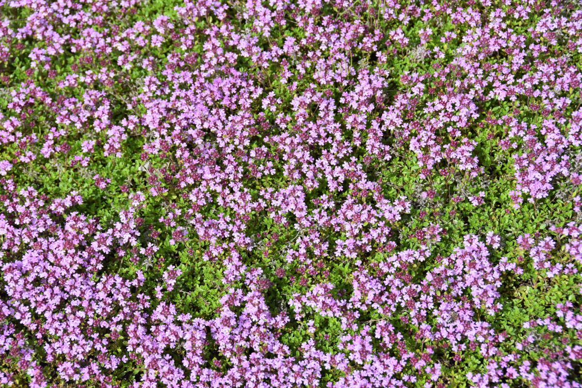 A mat of purple-flowered creeping thyme