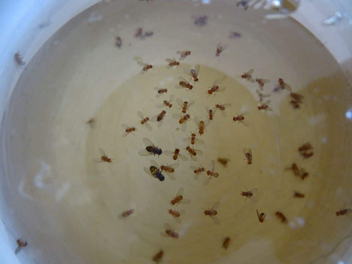 Fungus gnats are drawn to the smell of apple cider vinegar
