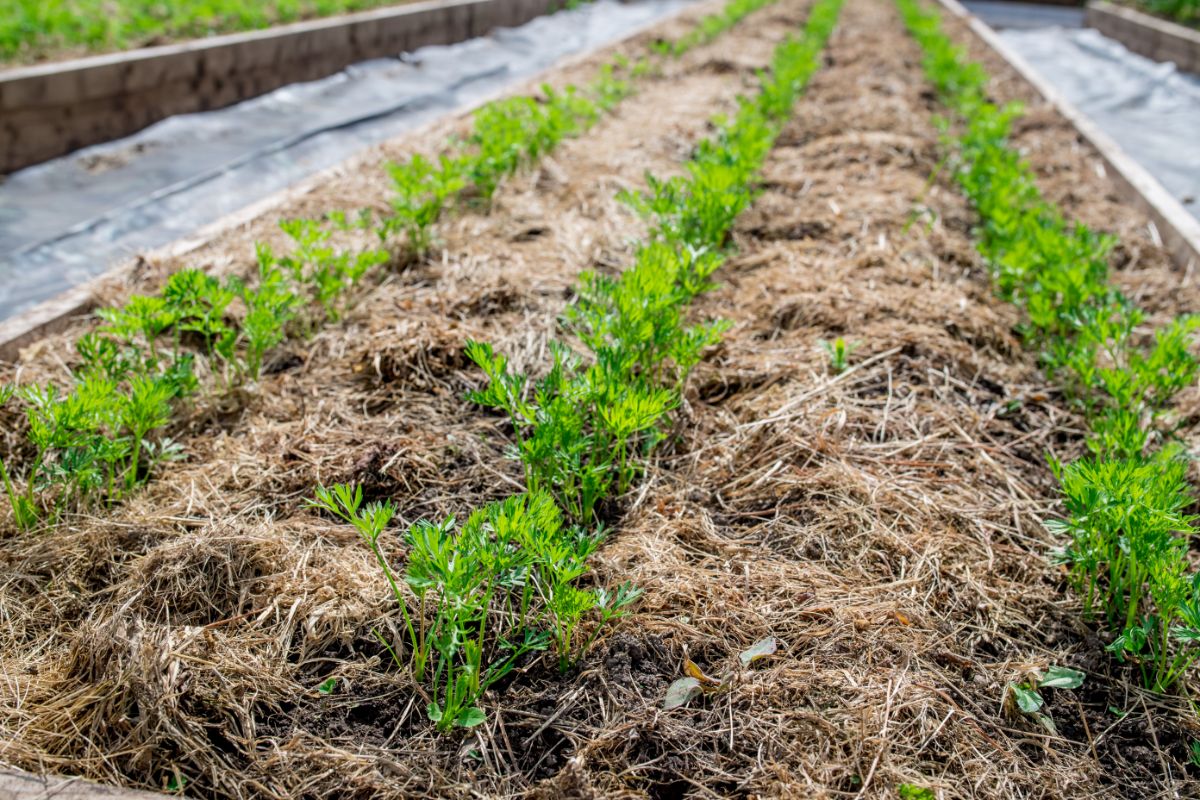 A bed of carrots mulched with free grass clippings