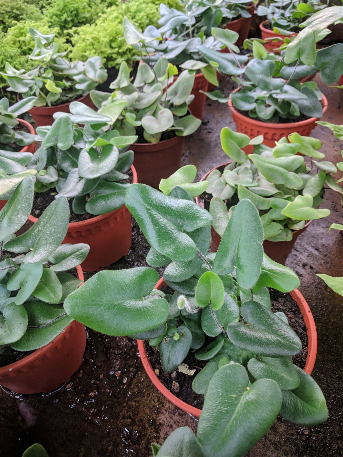 Heartleaf fern with heart shaped leaves