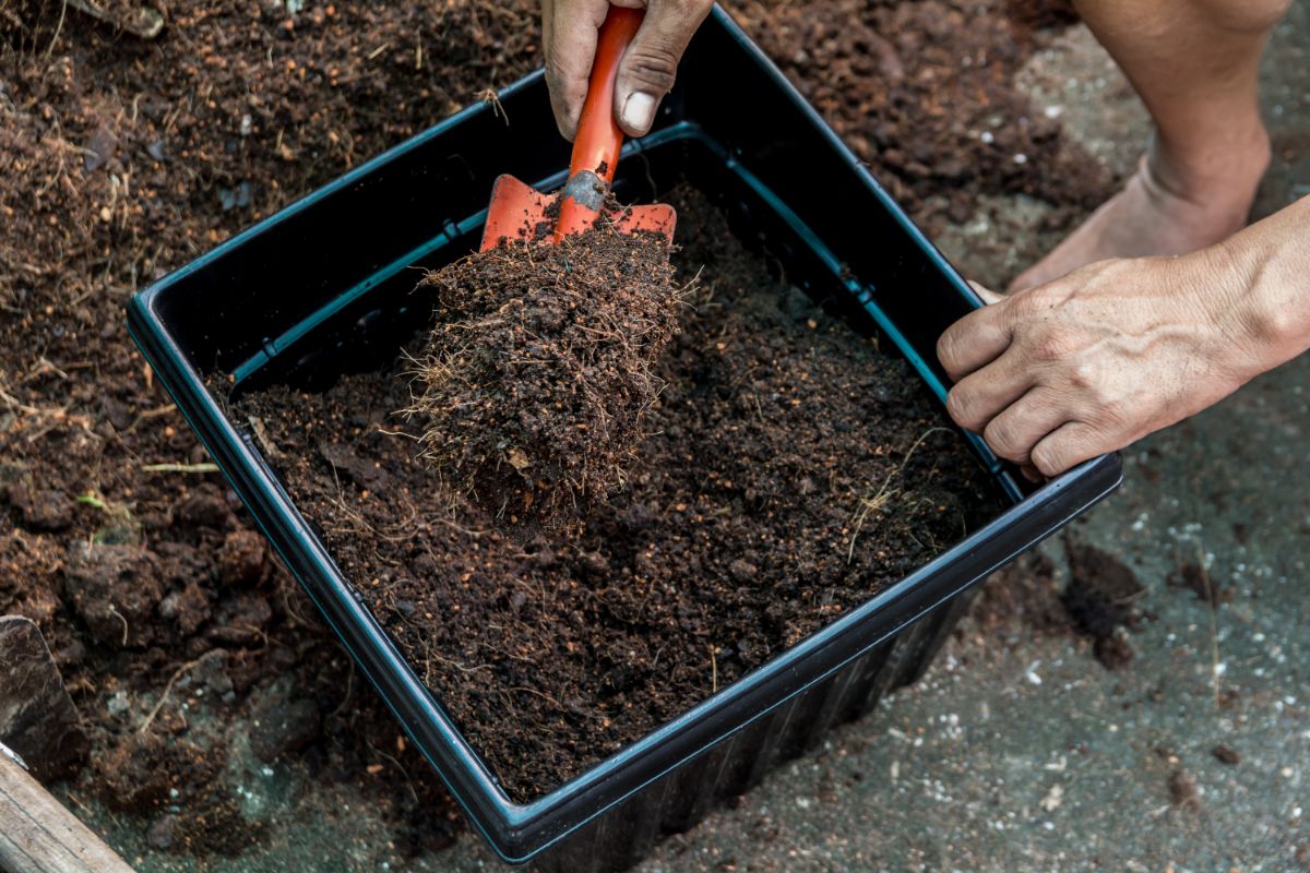 A gardener filling a wide square pot with potting soil for planting ginger