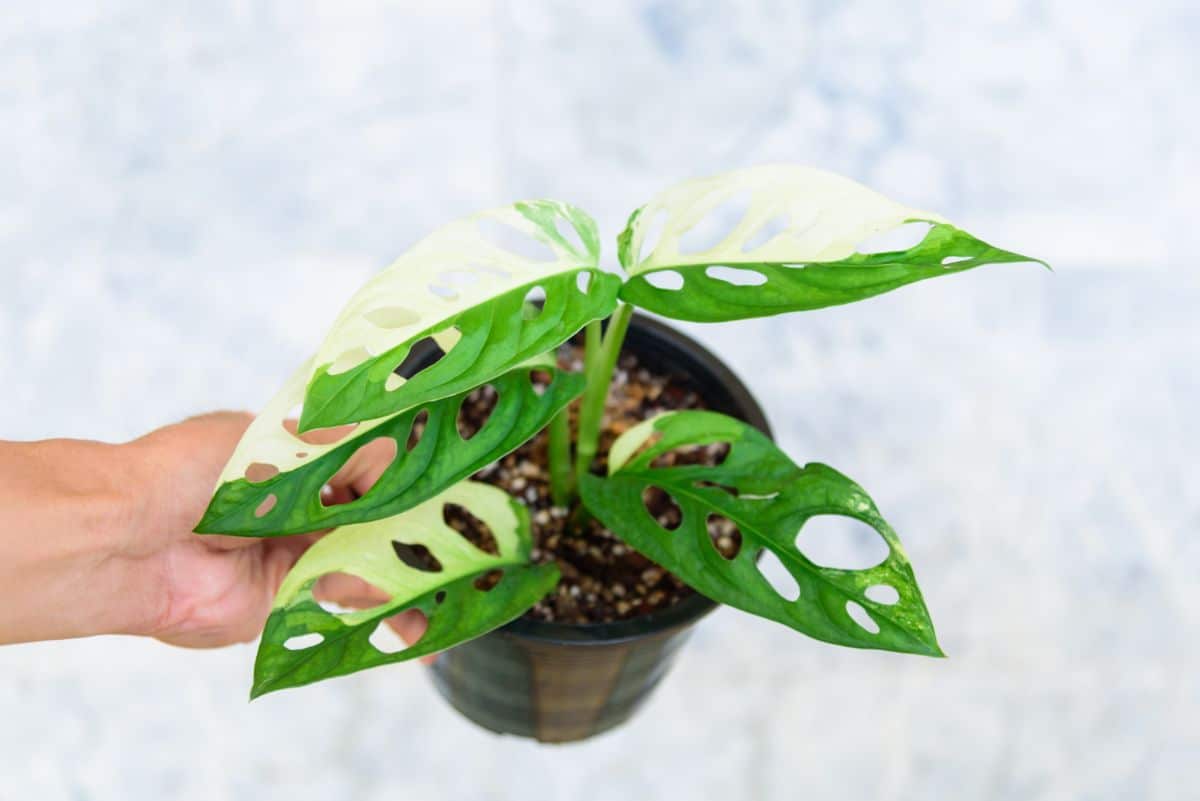Variegated monstera is less common than the green variety