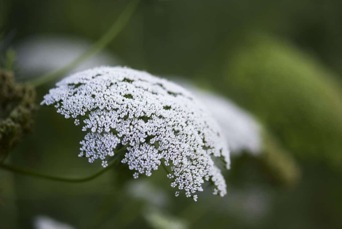 Wildflower Queen Anne's lace is great for pressing.