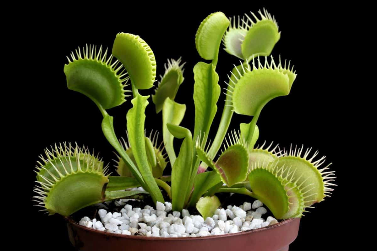 Venus fly traps are fun for kids to grow