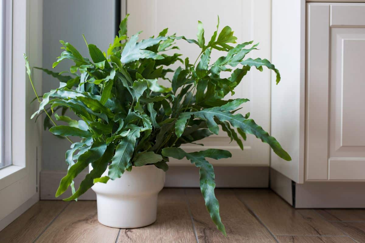 The Blue Star Fern has a blue tint to it