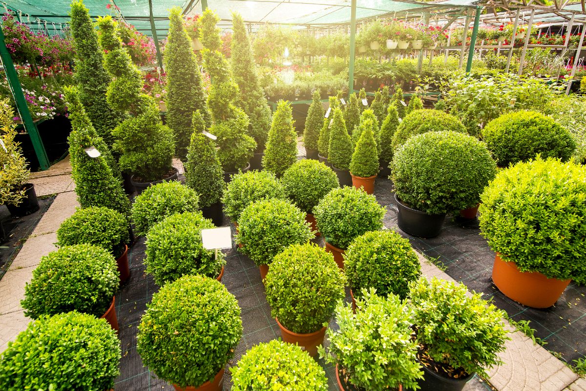 Boxwoods are winter hardy and easy to shape