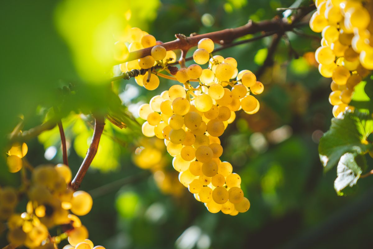 yellow chardonnay wine grapes