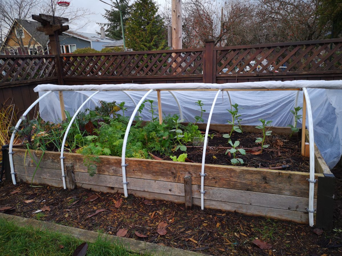 Floating row cover pulled back on a raised garden bed