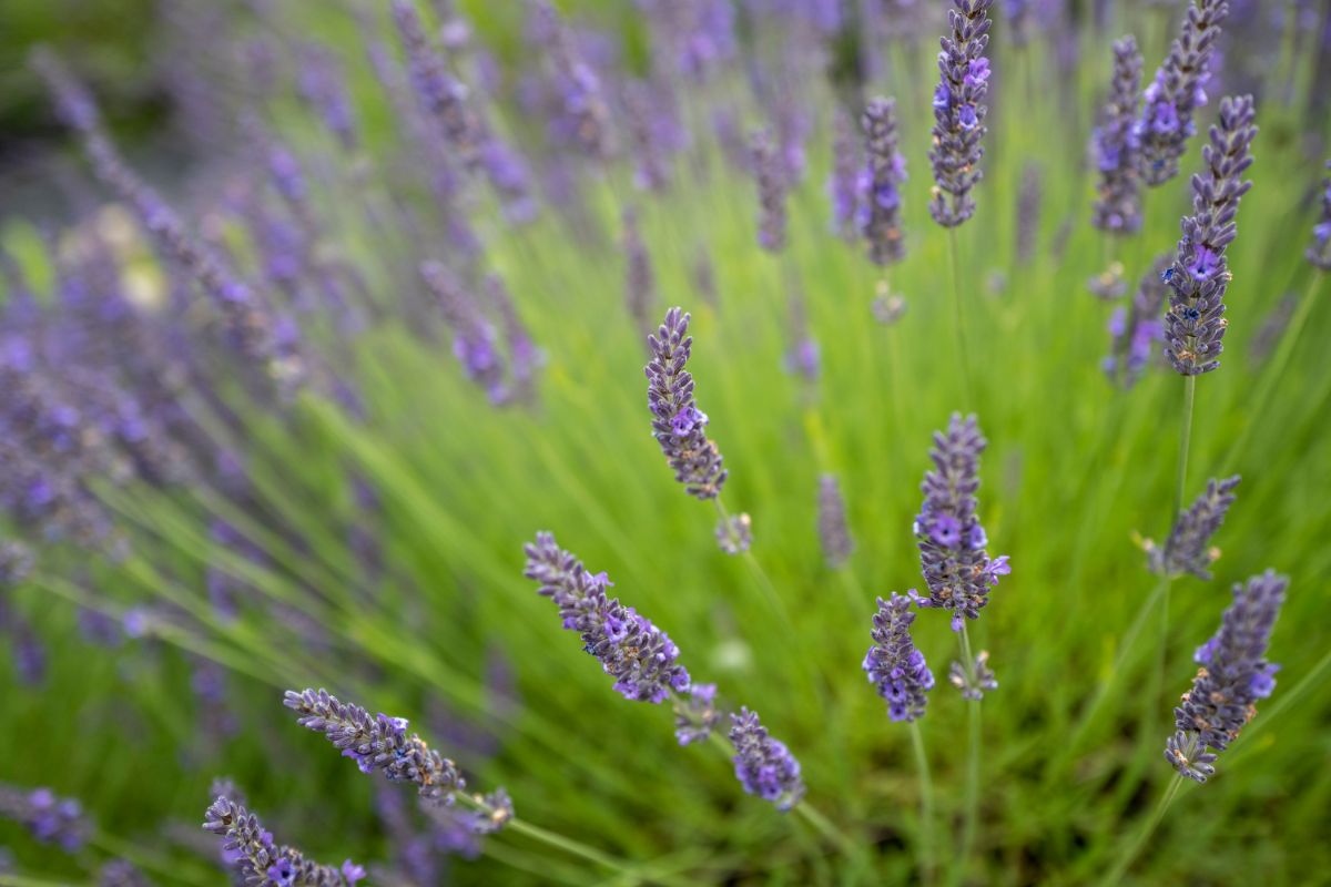 Grosso lavender is recommended for culinary uses