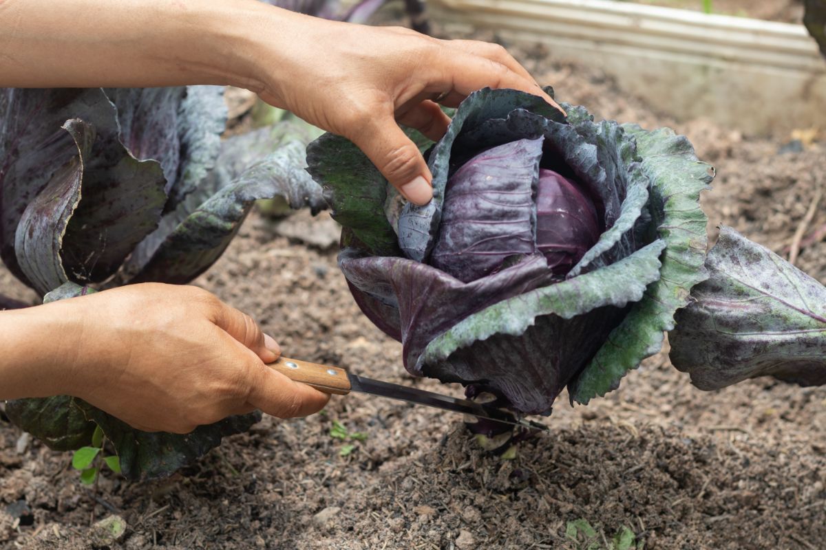 A gardener cuts a cabbage for harvest with a hori hori knife