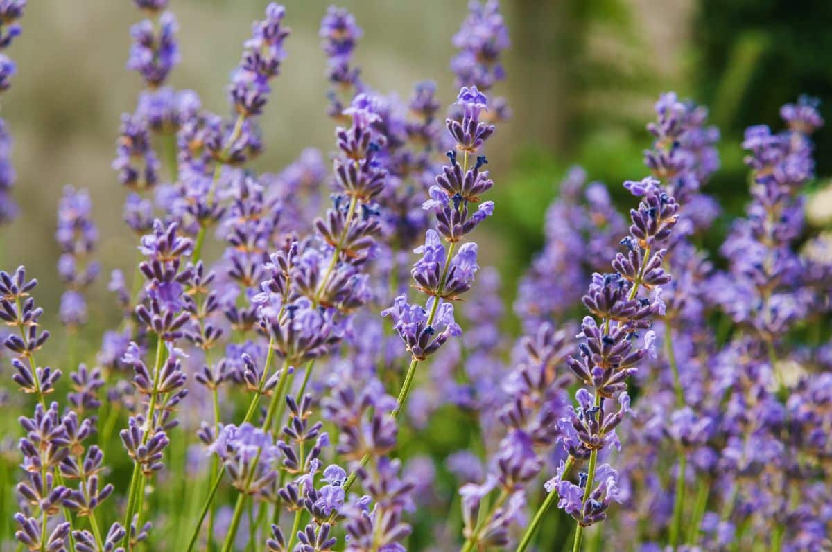 Lavender is not a moist flower so it dries and presses well