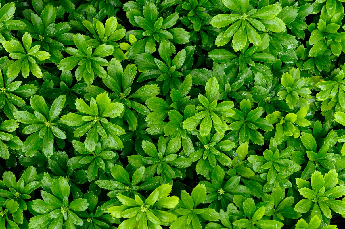 Pachysandra is a good plant for erosion control