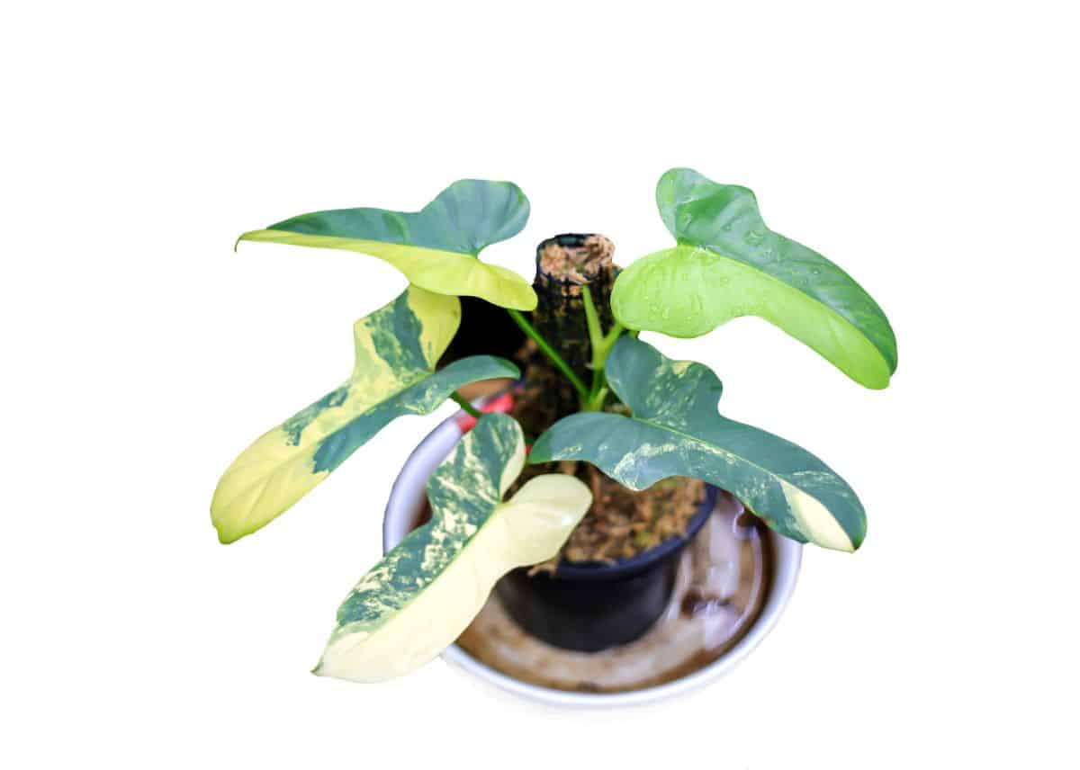 Variegated fiddle leaf philodendrons are hard to find
