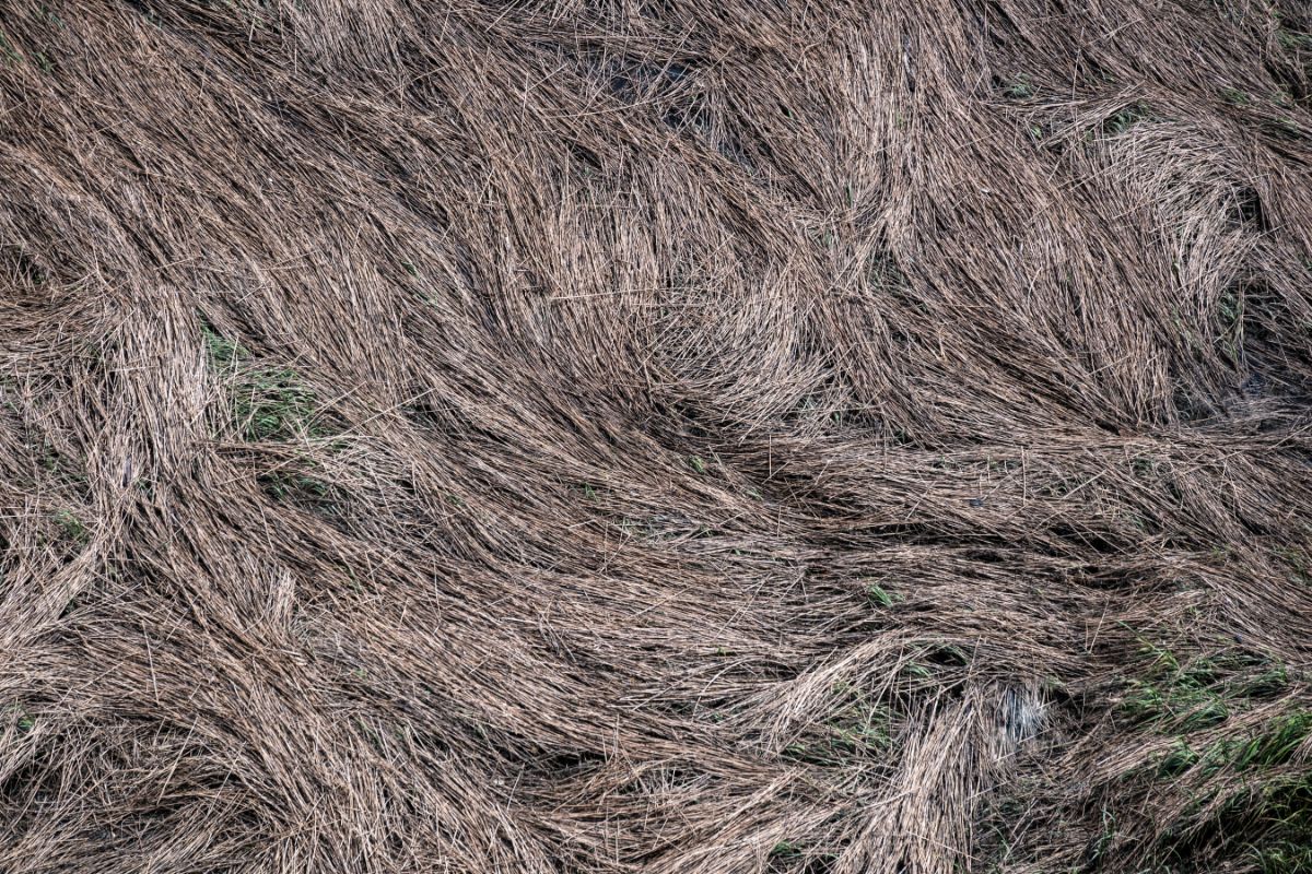 Salt marsh hay for garden mulching