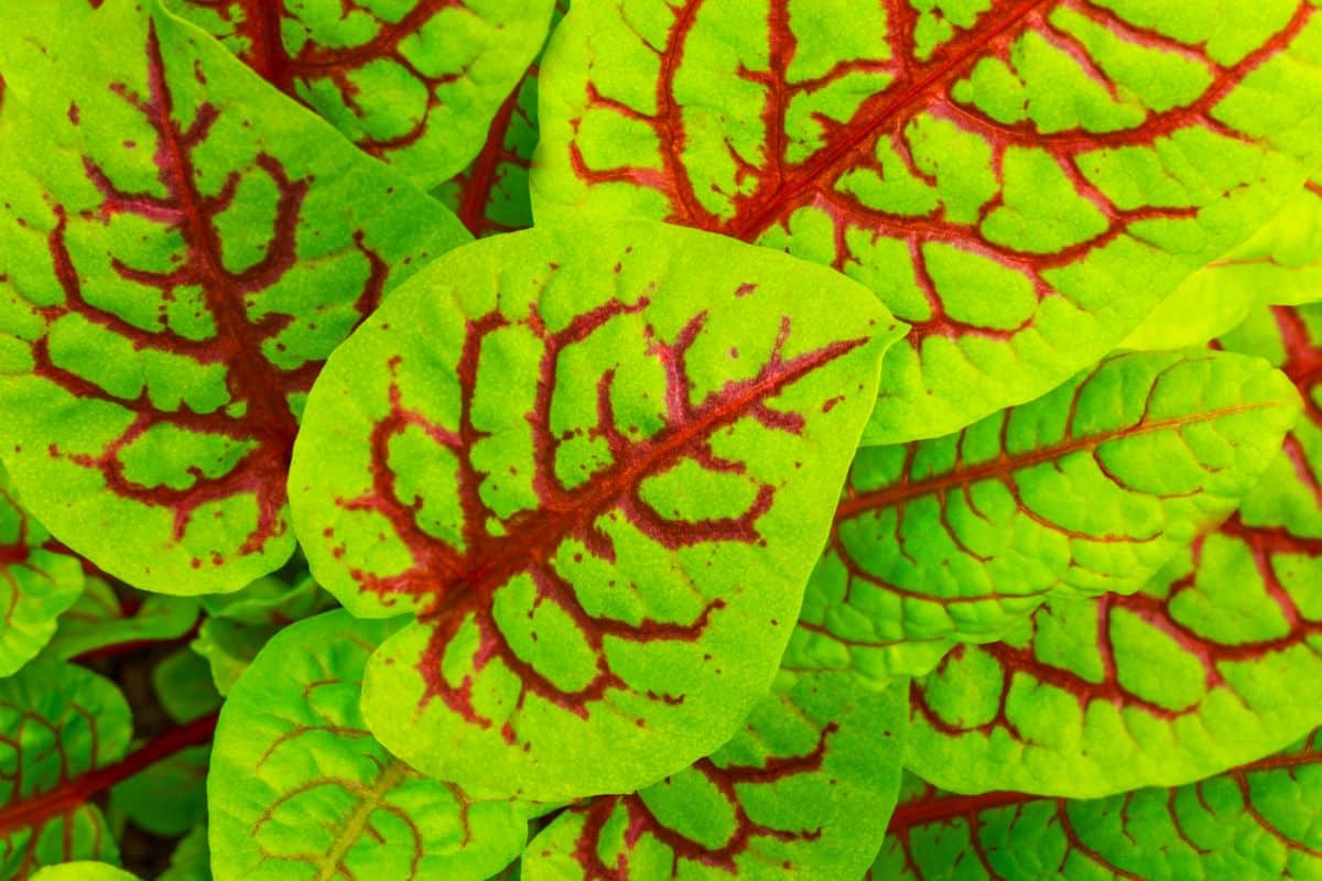 Bright green edible sorrel leaves with red ribs