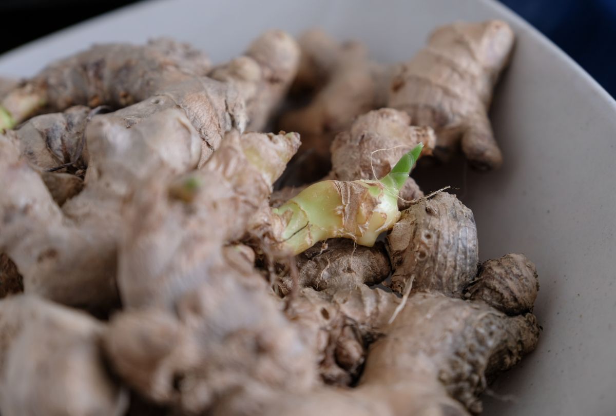 Ginger roots with sprouting eyes ready for planting