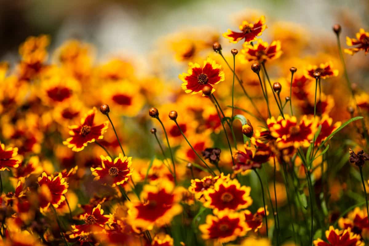 Coreopsis blooms from summer through fall