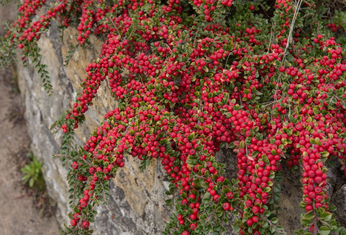 Cotoneaster full of red berries loved by birds in winter