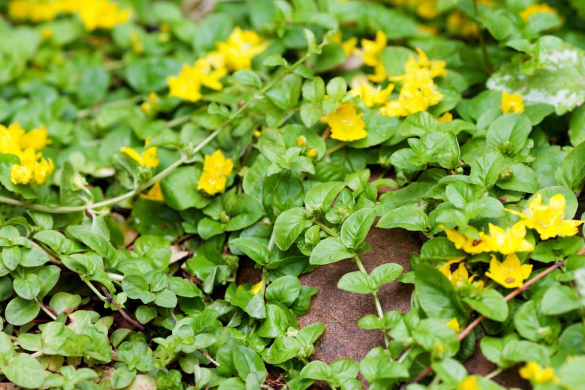 Creeping Jenny, a deer-resistant turf lawn alternative