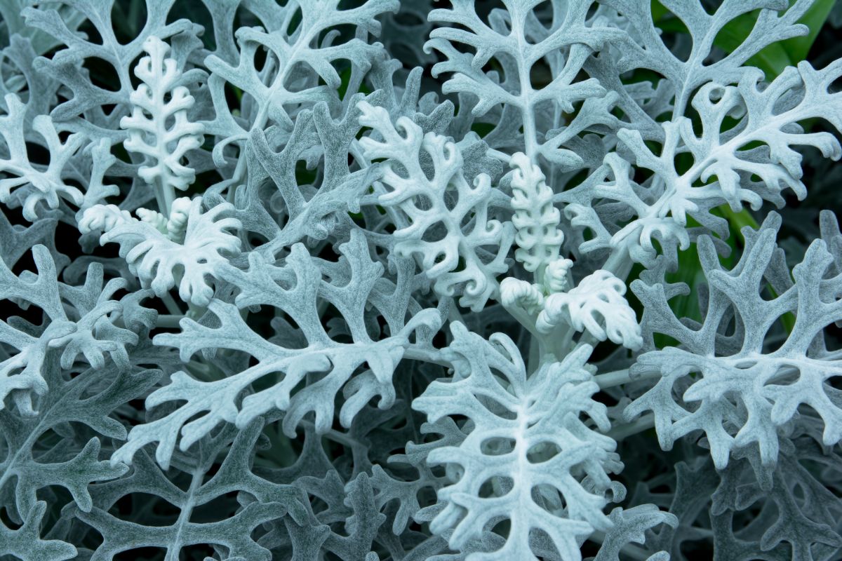 Dusty Miller is perfect for a moon garden with its silver leaves