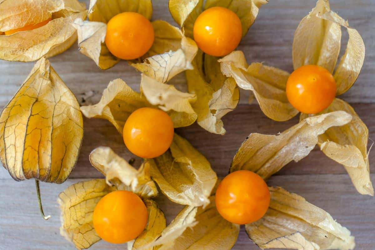 Orange ground cherries spread out of their husks