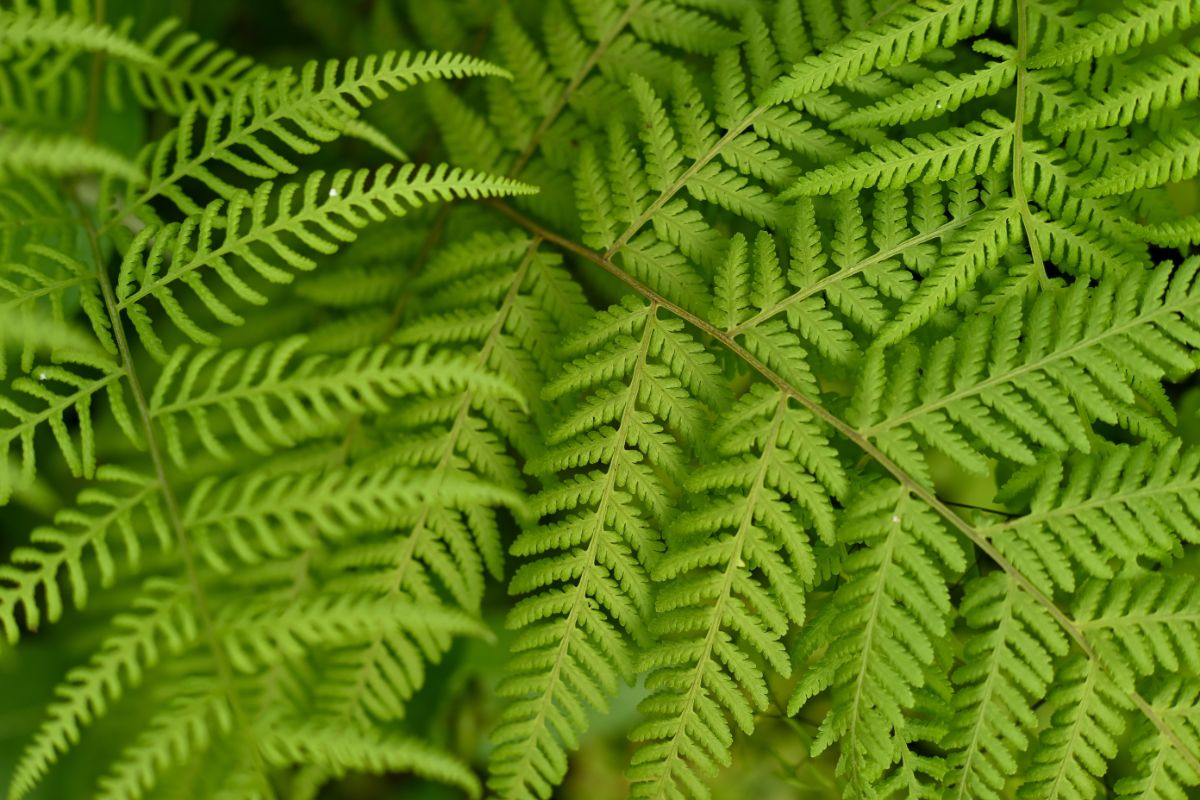 Lady ferns need high humidity when grown indoors