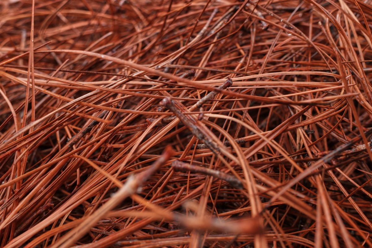 Closeup of pine needles used as mulch