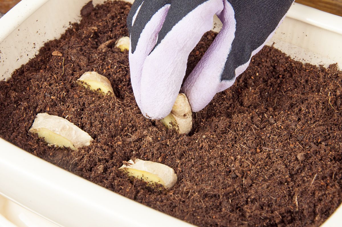 Pieces of cut ginger root pressed into potting soil in a container for growing indoors