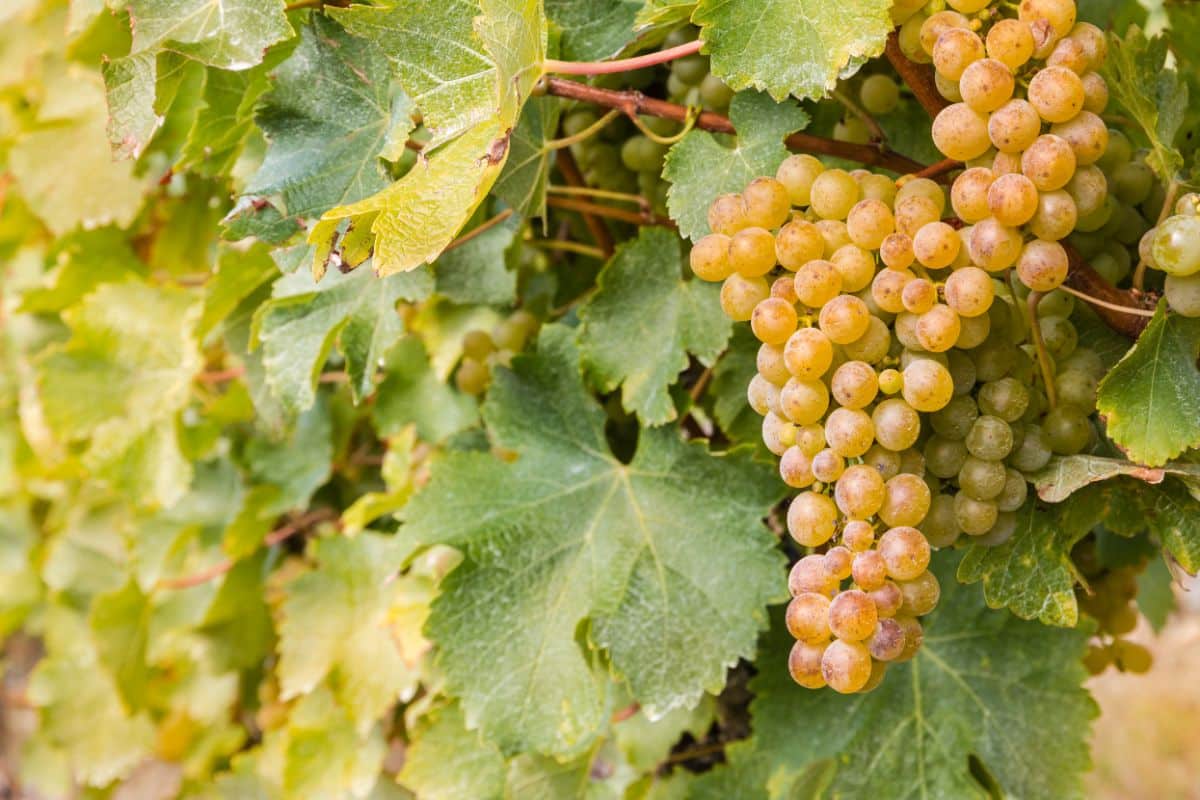 Reddish-yellow Sauvignon blanc grapes on the vine