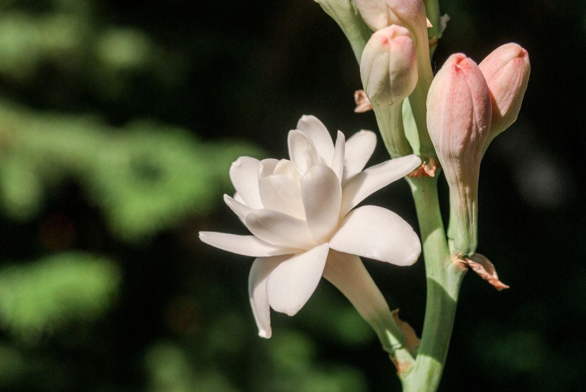 Tuberose is in the asparagus family