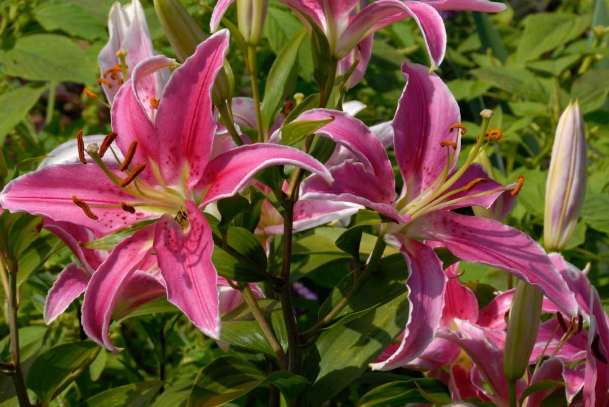 Acapulco lily is a favorite for flower arrangements