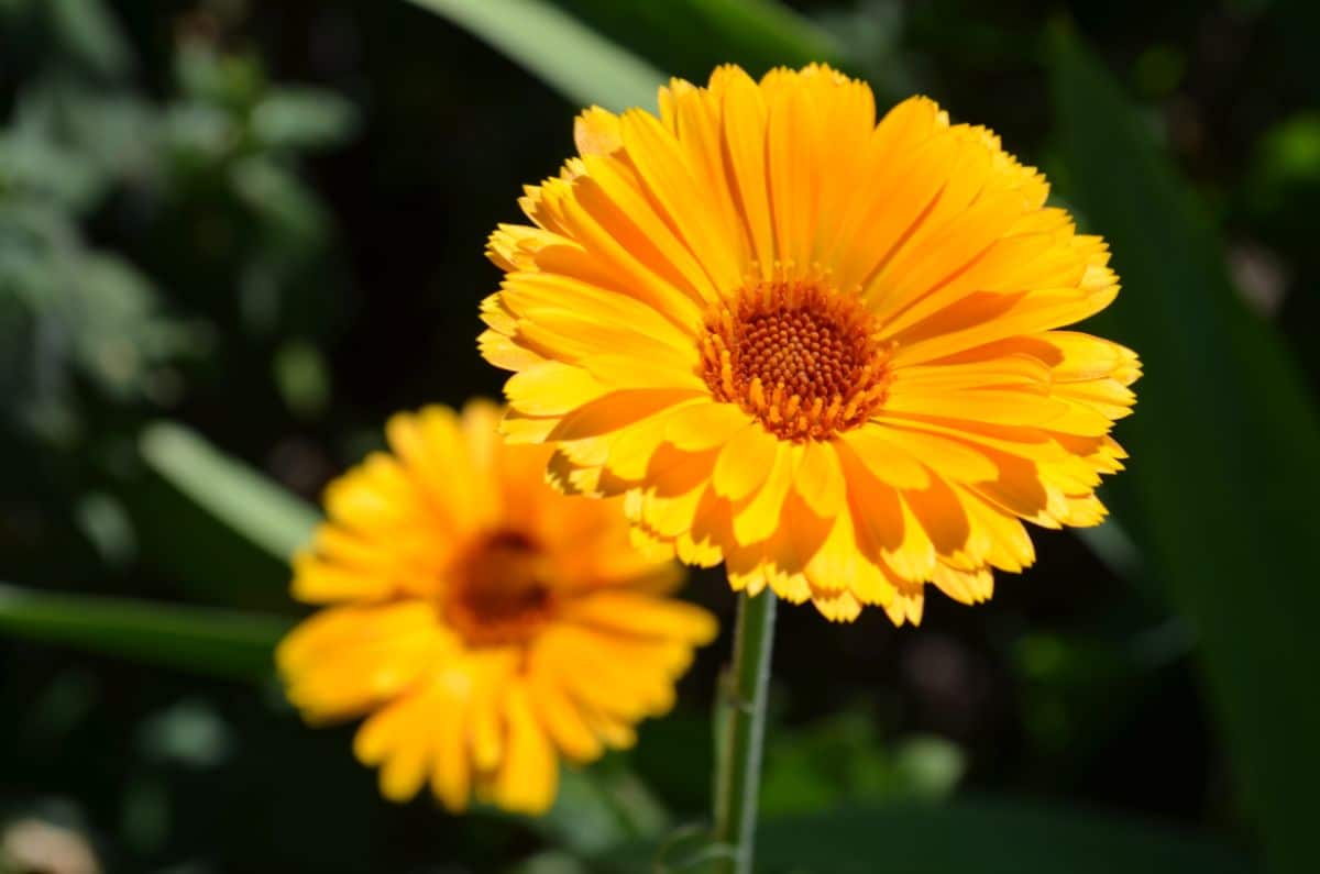Yellow calendula colors preserve well in pressing