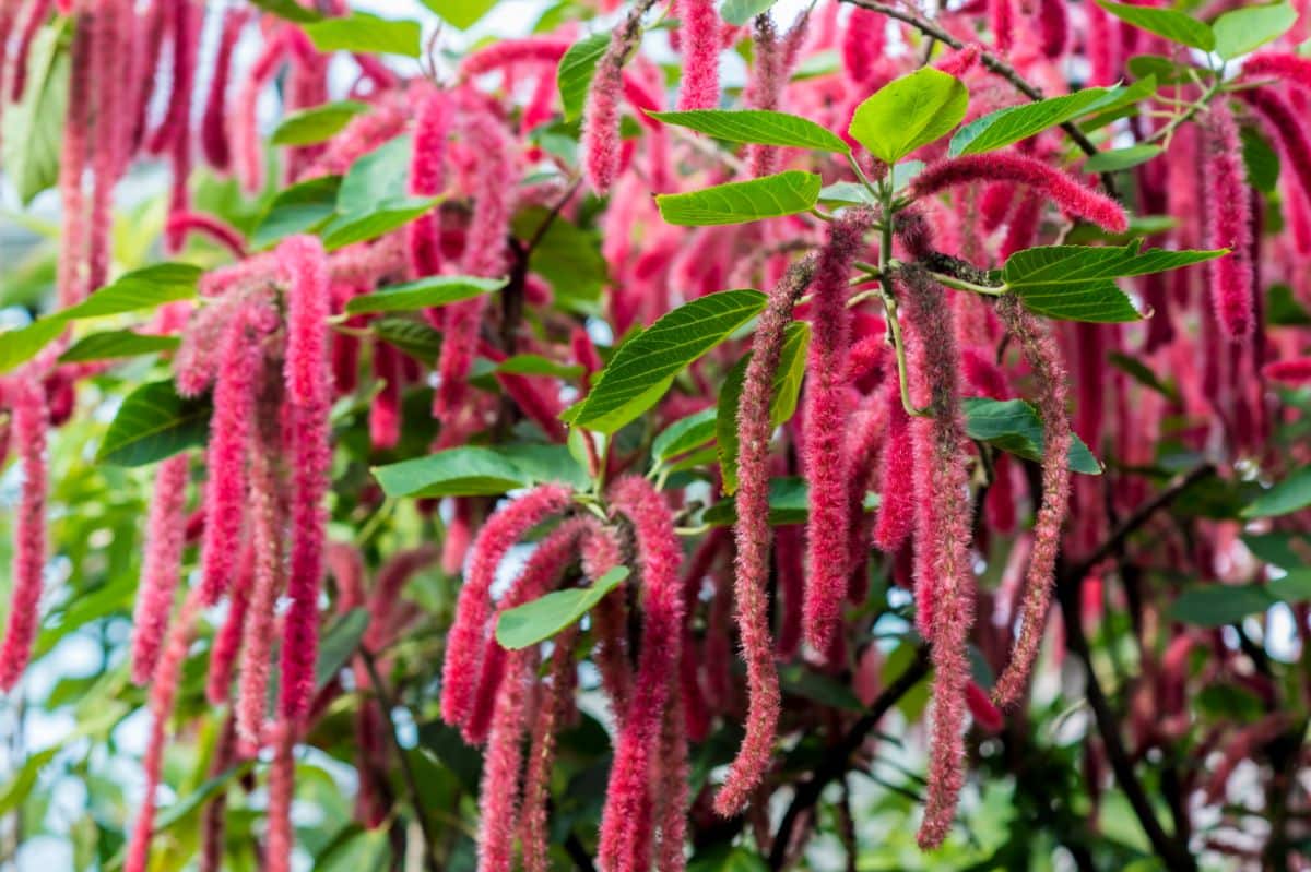 Chenille plant with long pink hanging blossoms