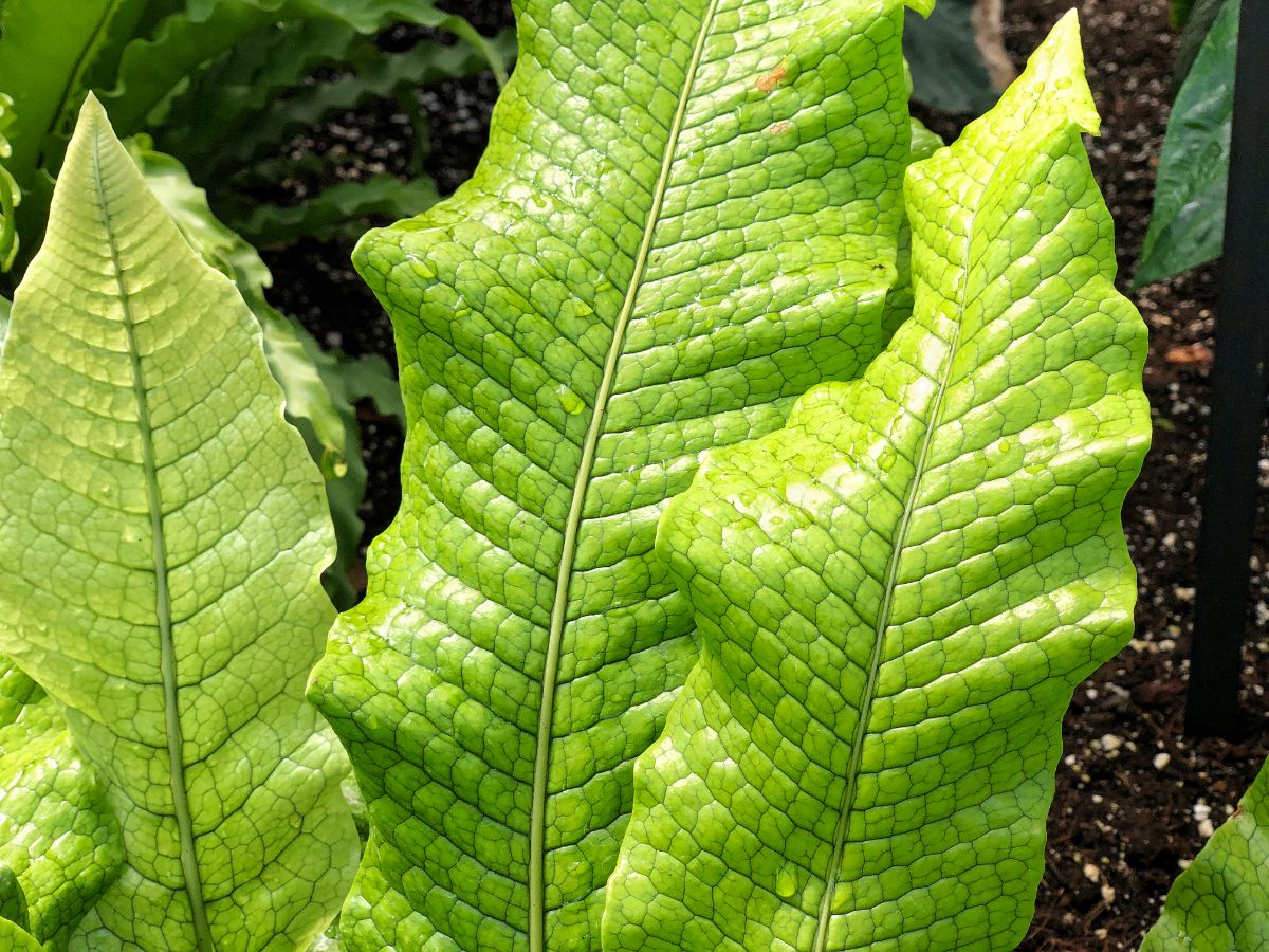 Crocodile fern has a sort of reptilian pattern to its leaves