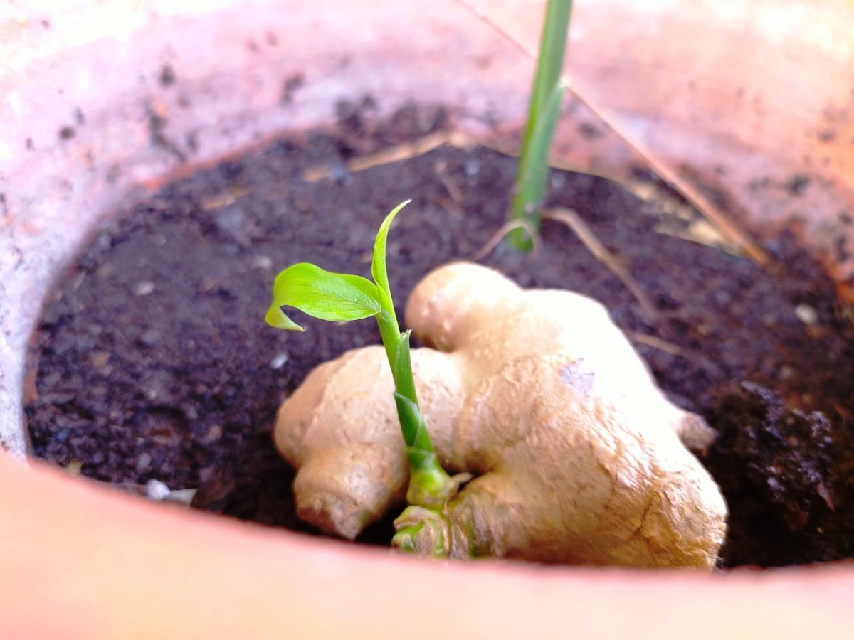 Sprouting ginger on the surface of soil in a growing container