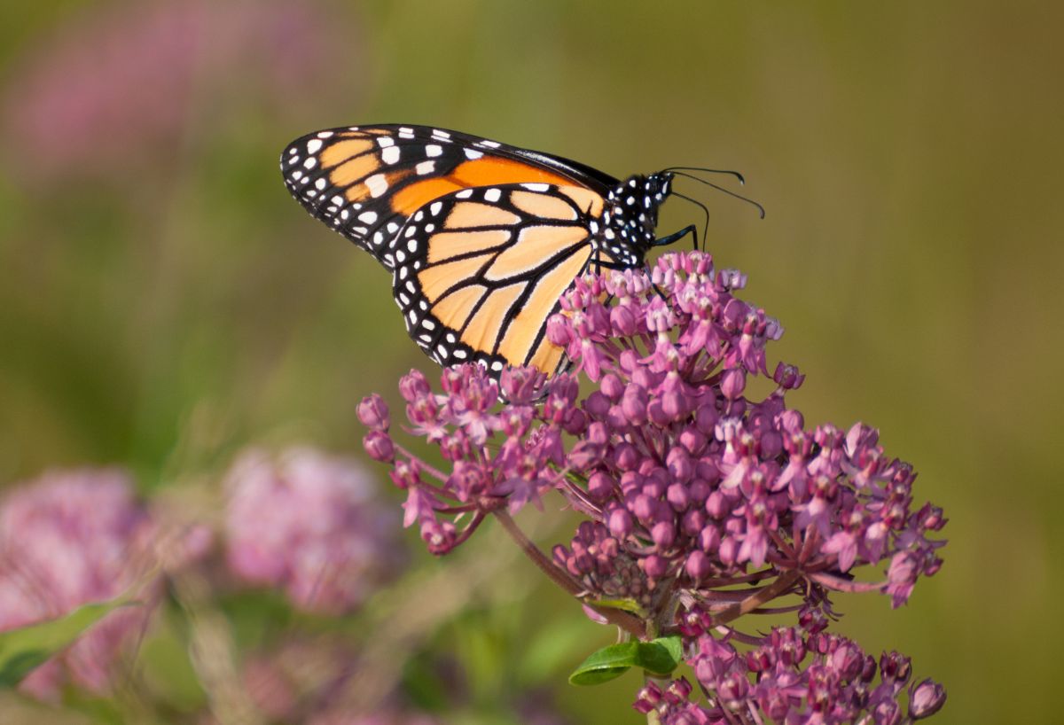 Milkweed has a strong scent that attracts pollinators