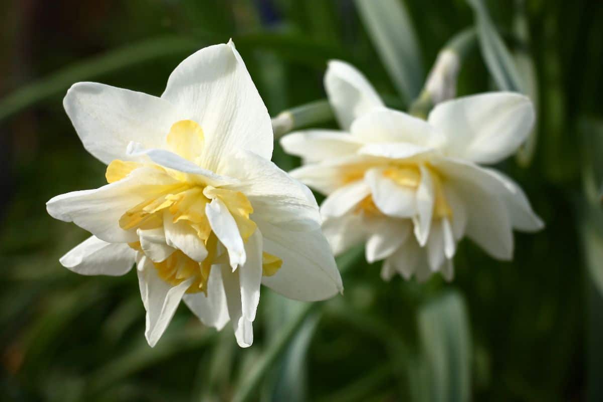 Narcissus is naturally pest resistant