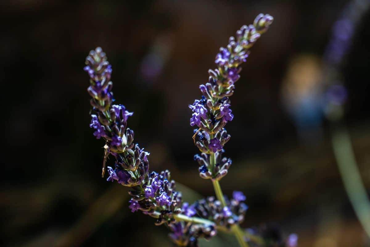 Phenomenal lavender is good for humid climates